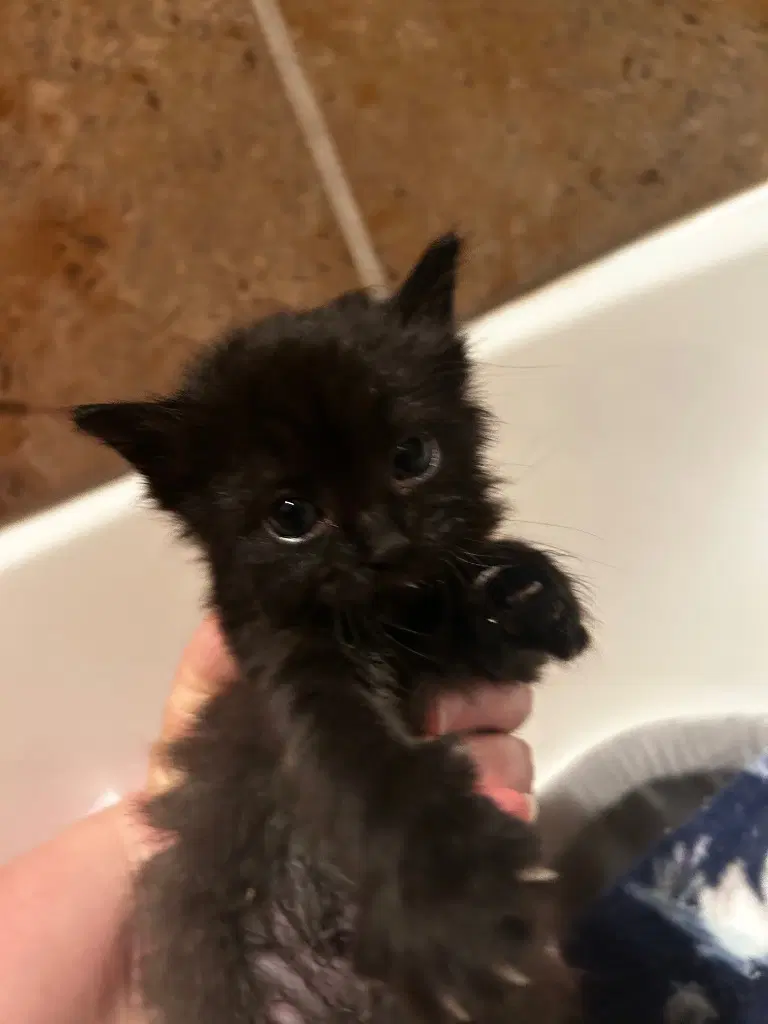 Raven - Domestic Short Hair