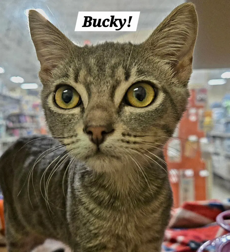Bucky - Domestic Short Hair