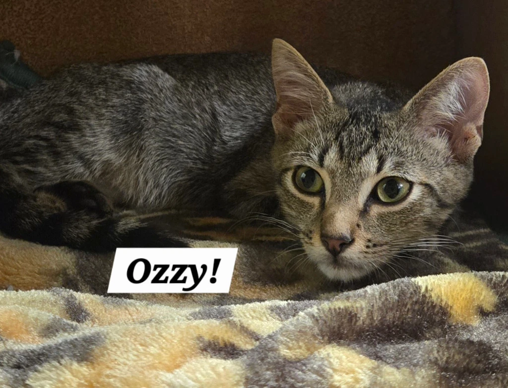 Ozzy