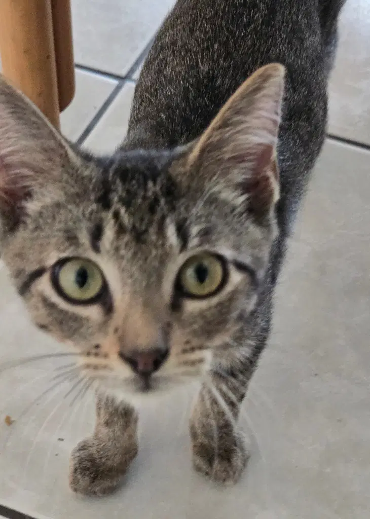 Sawyer - Domestic Short Hair