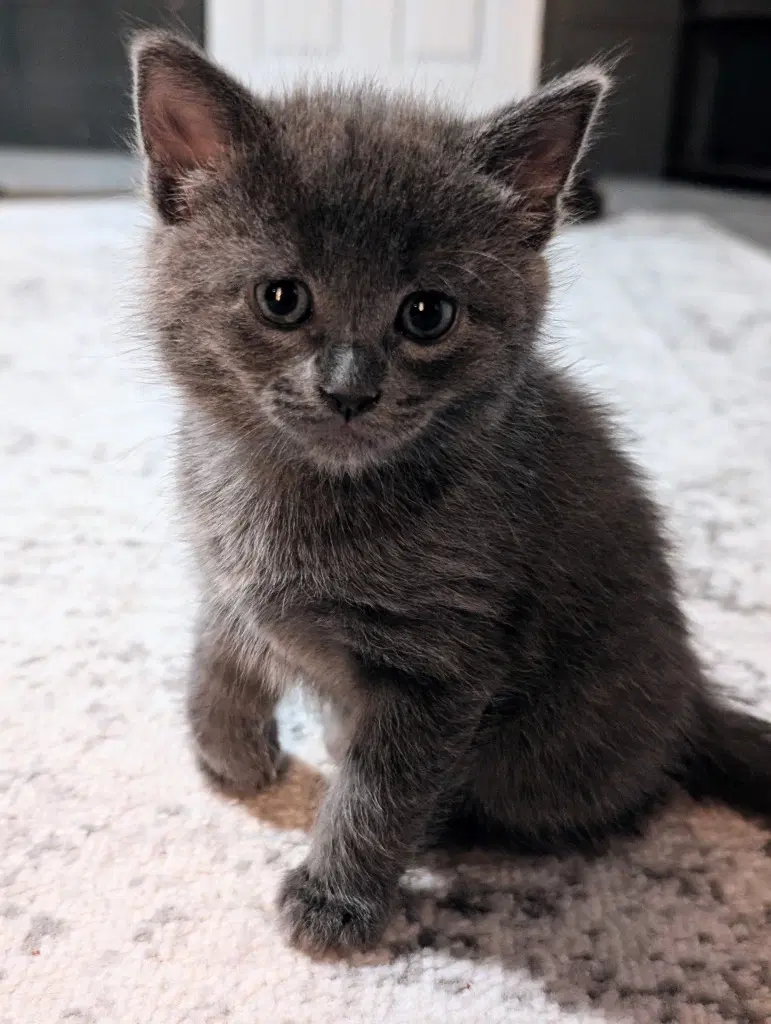 Eeyore - Domestic Short Hair