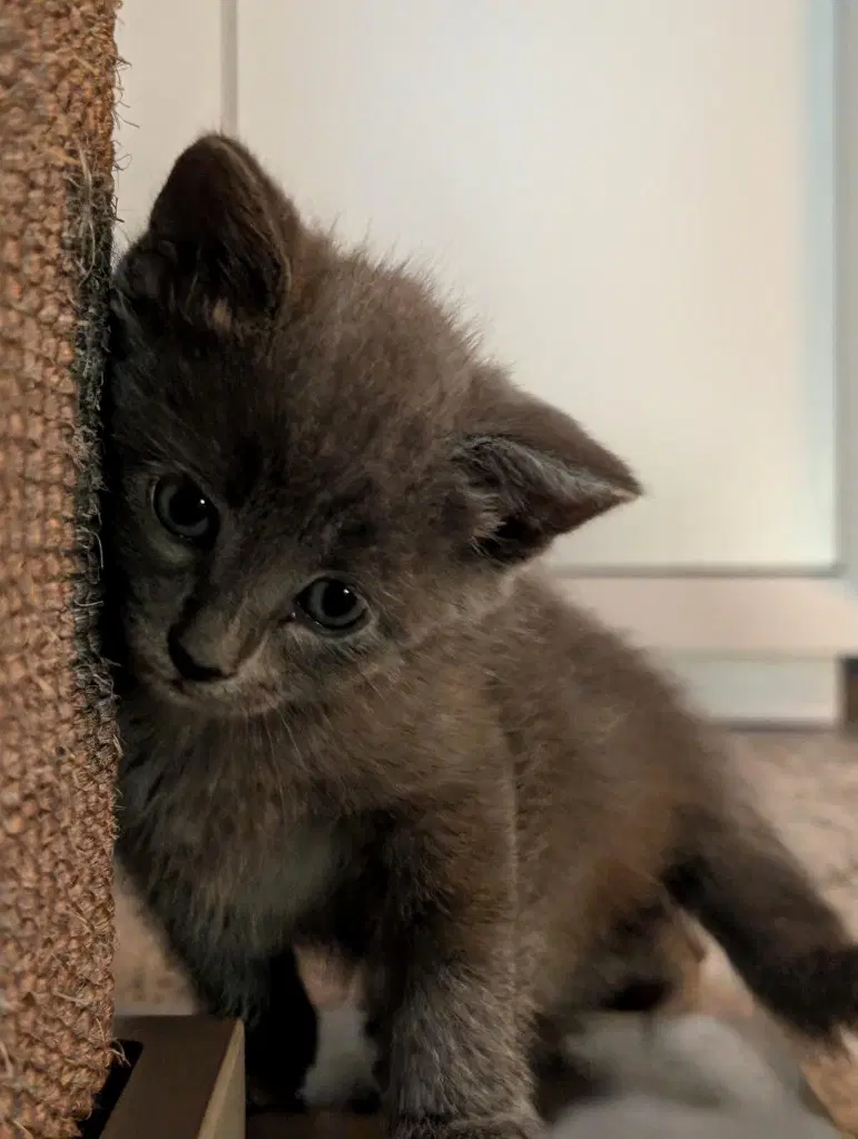 Zoe - Domestic Short Hair