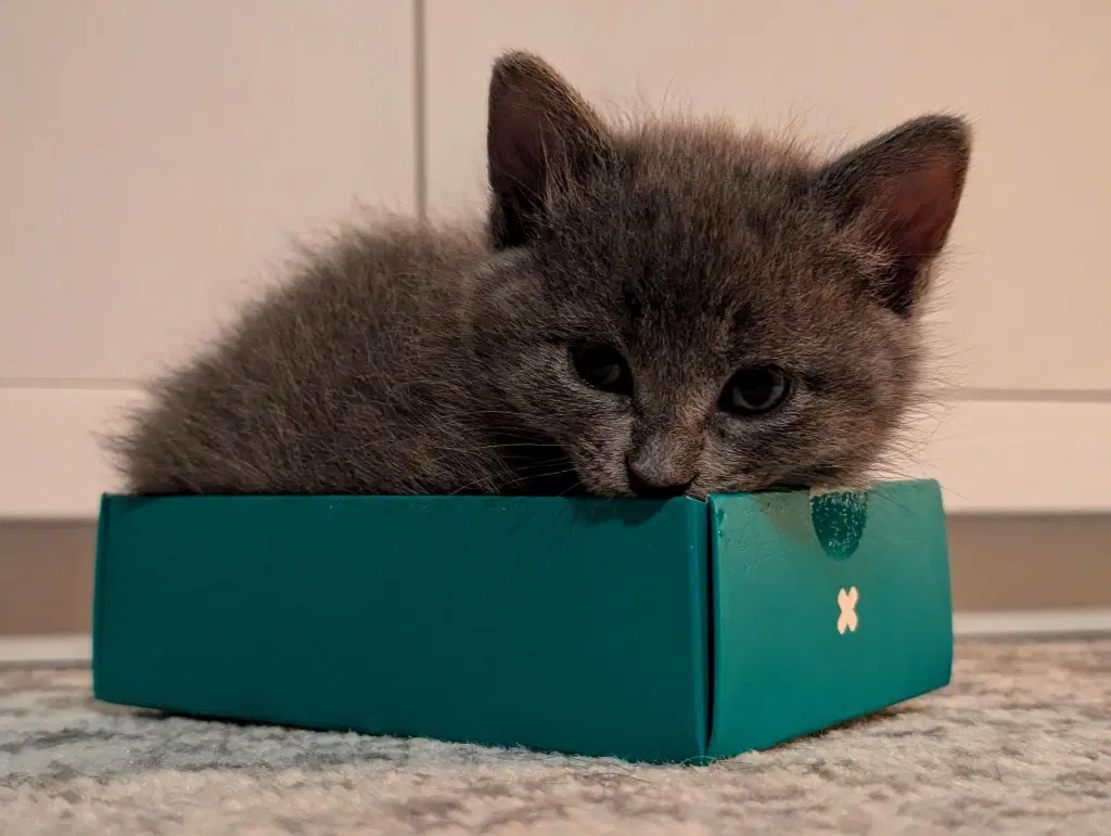 Zoe image 2