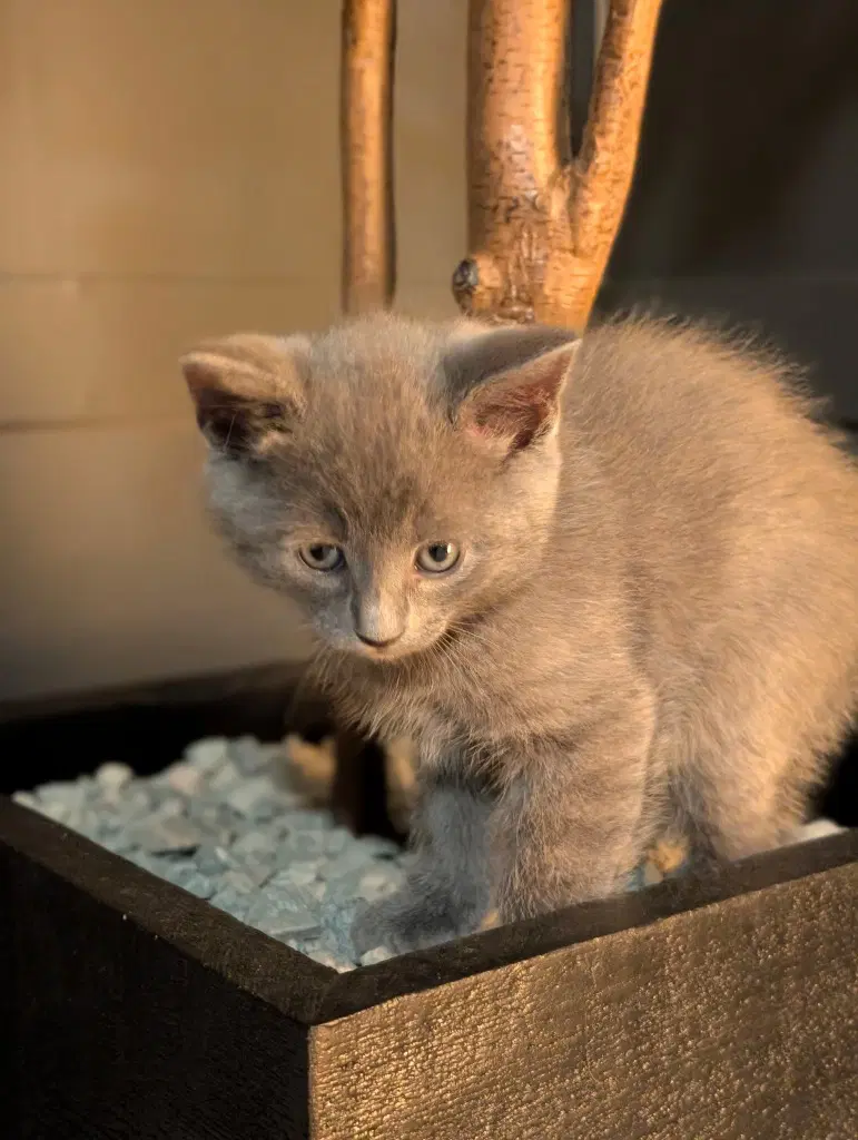 Zoe image 3
