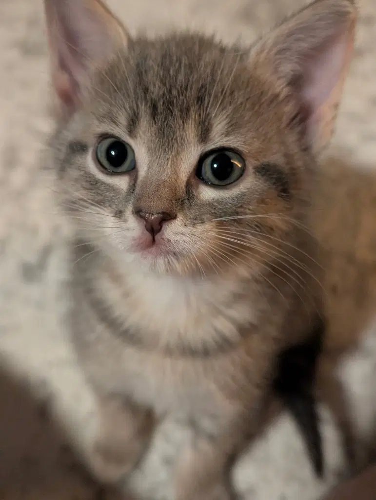 Lee Loo - Tabby