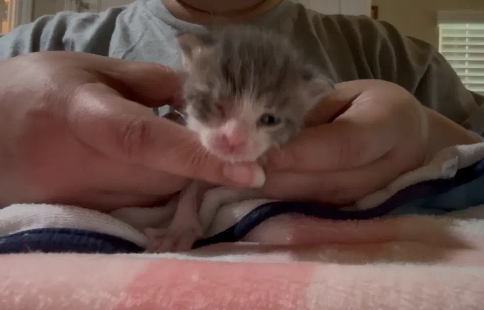 Noodle - Tabby