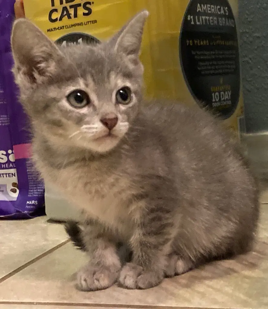 Pansy Parkinson - Domestic Short Hair