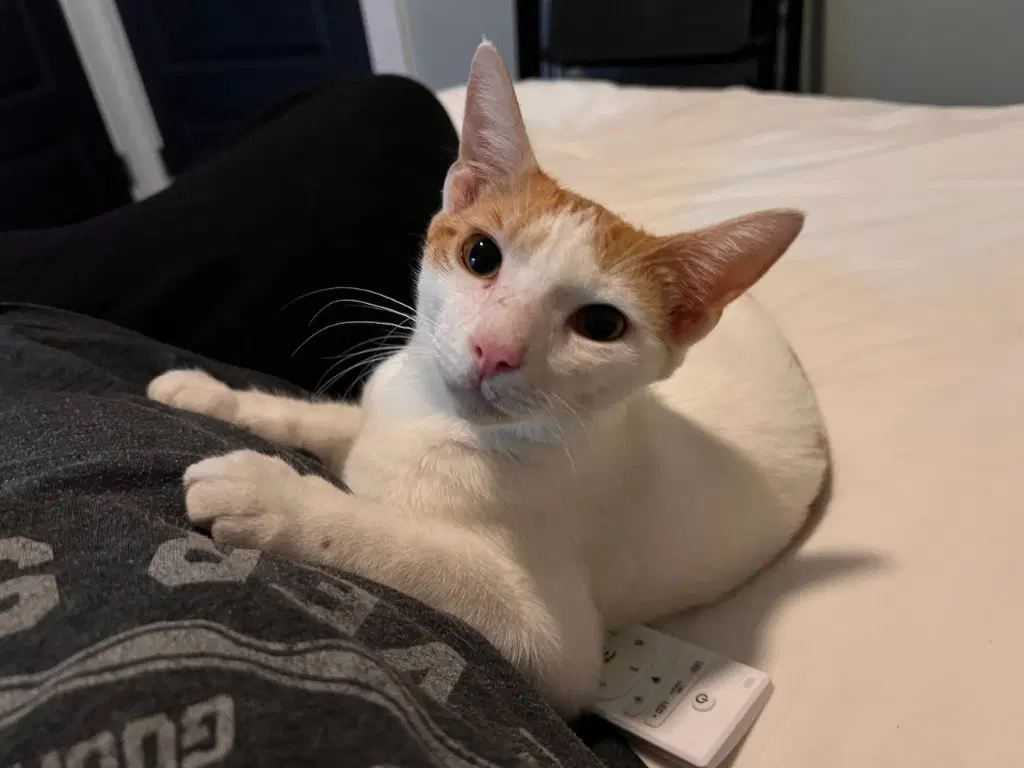 Steven-Cl - Domestic Short Hair