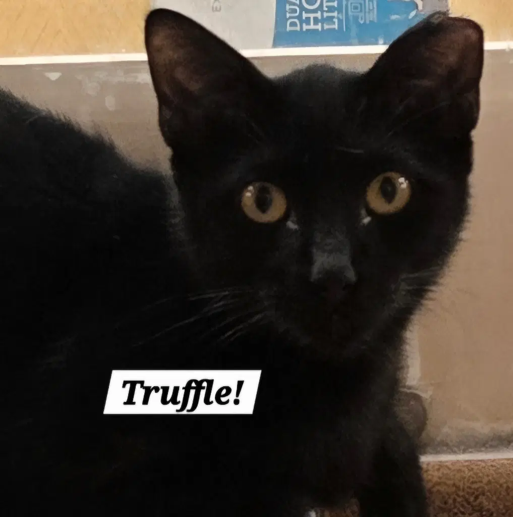Truffle - Bombay