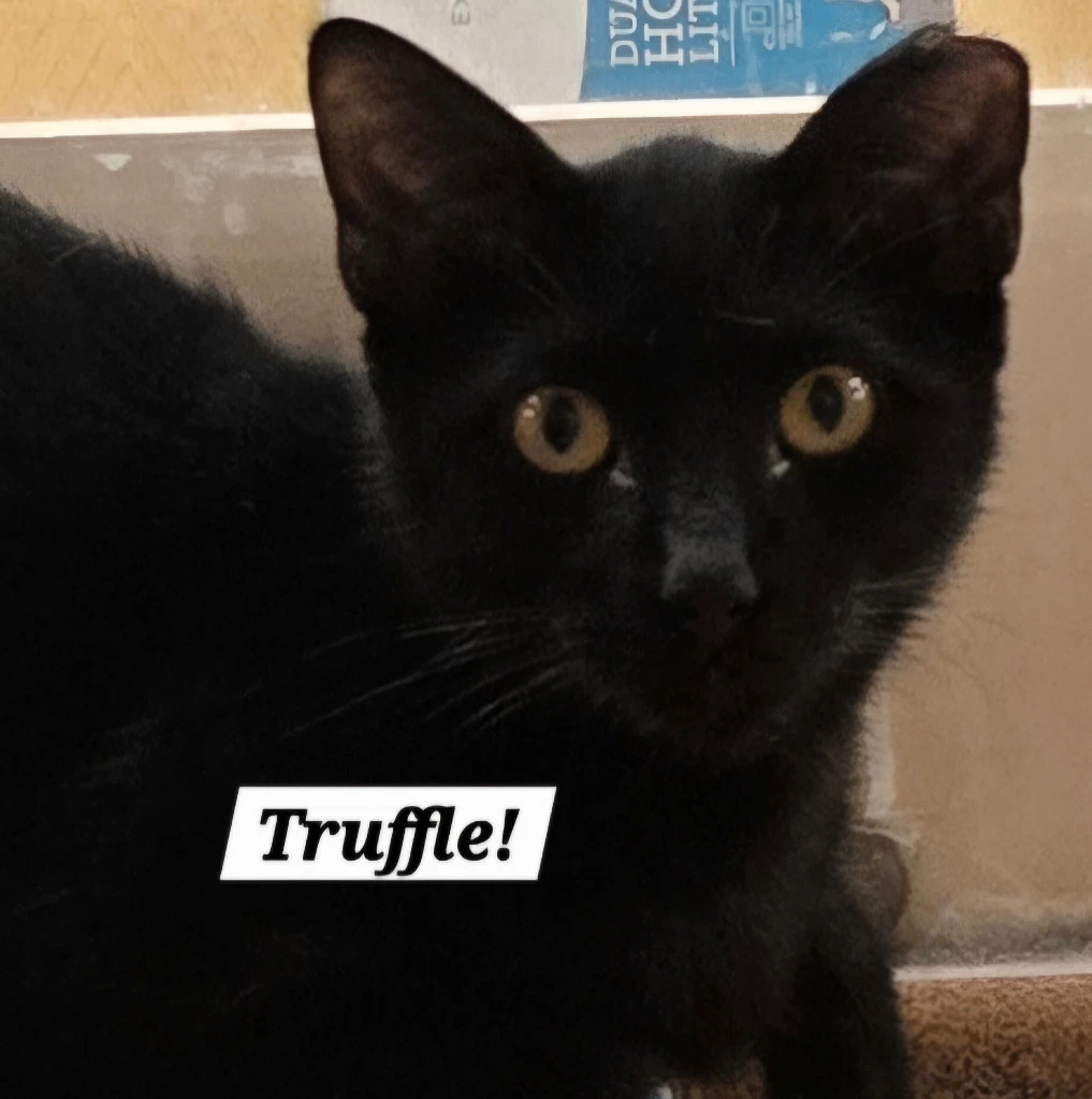 Truffle