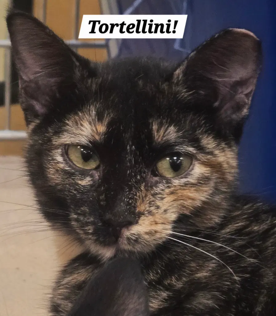 Tortellini - Domestic Short Hair