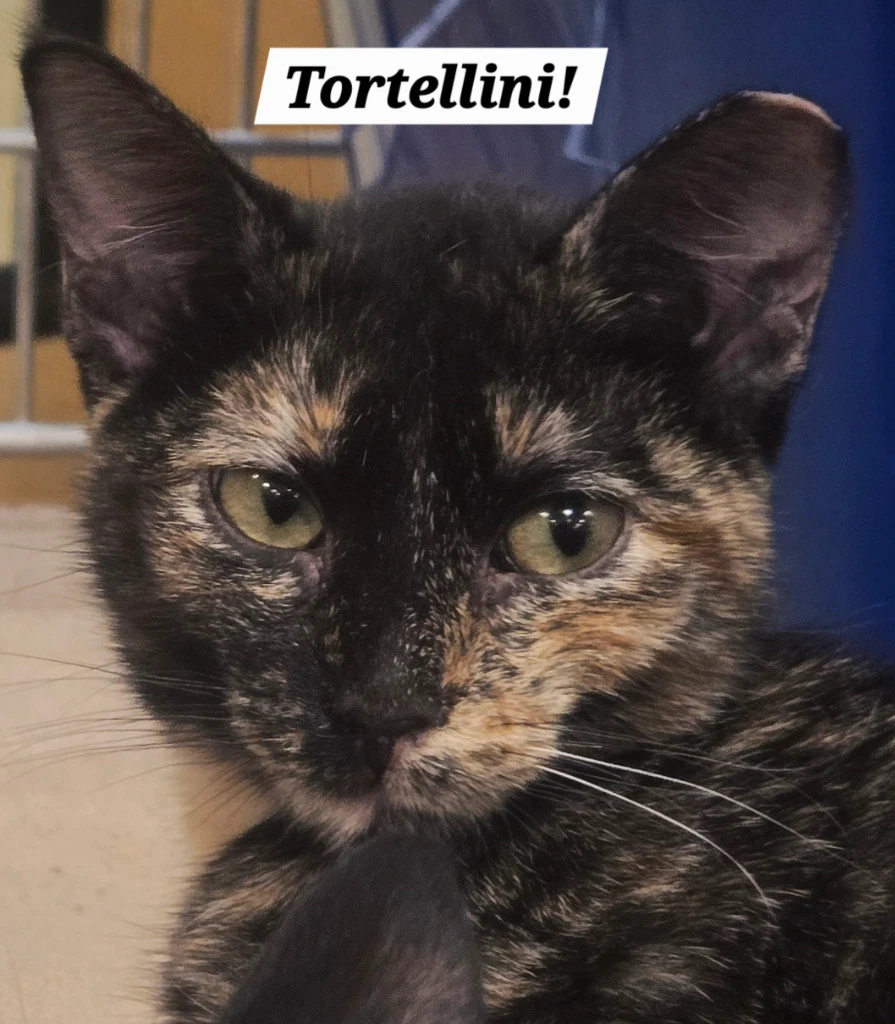 Tortellini