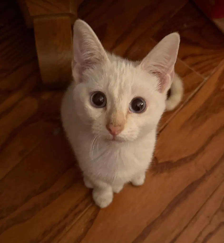 Lucy - Siamese cream
