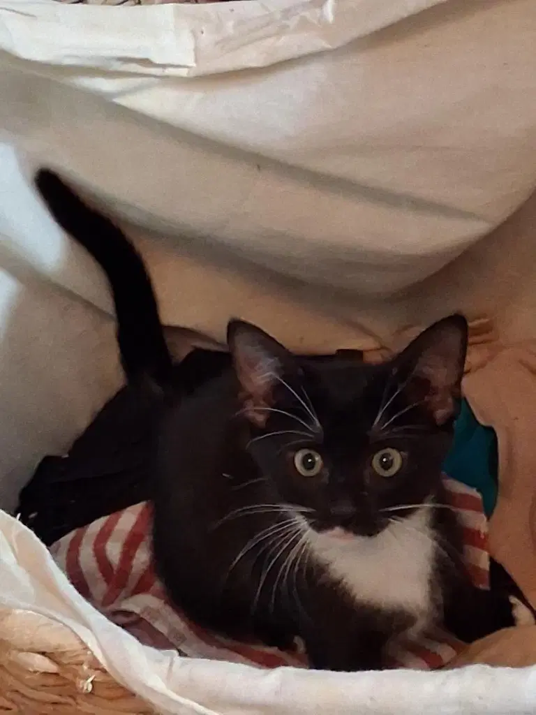Malasada - Domestic Short Hair