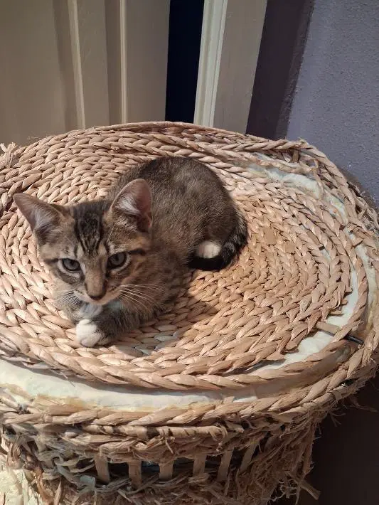 Bear Claw - Domestic Short Hair