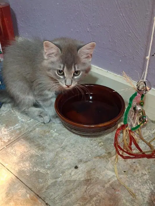 Kolache - Domestic Medium Hair