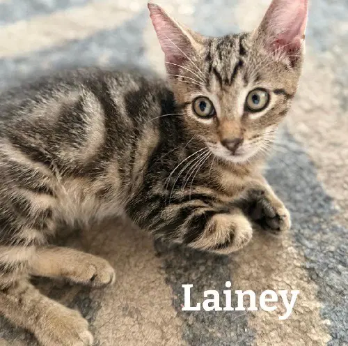 Lainey - Tabby
