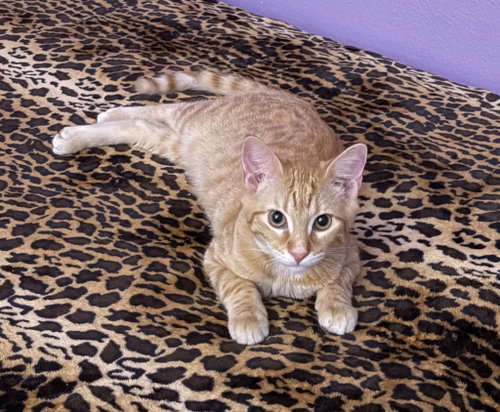 Alex, a cat for adoption from San Antonio Feral Cat Coalition