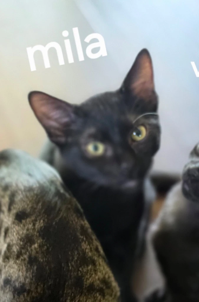 Mila