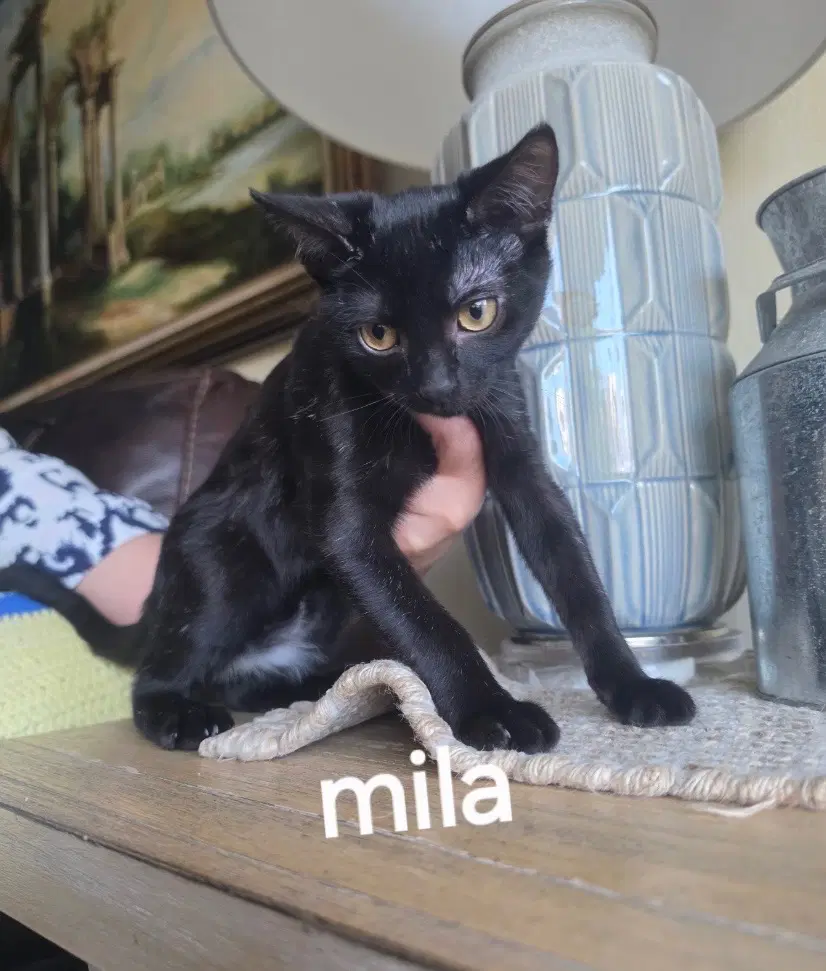 Mila image 2