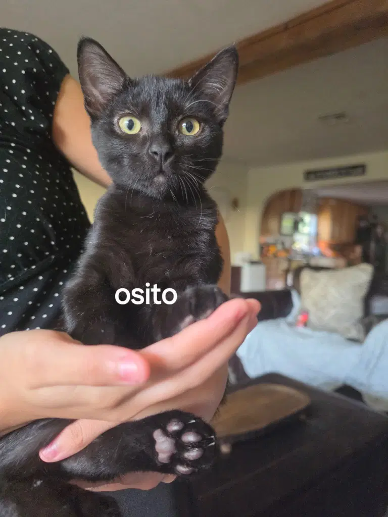 Osito - Domestic Short Hair