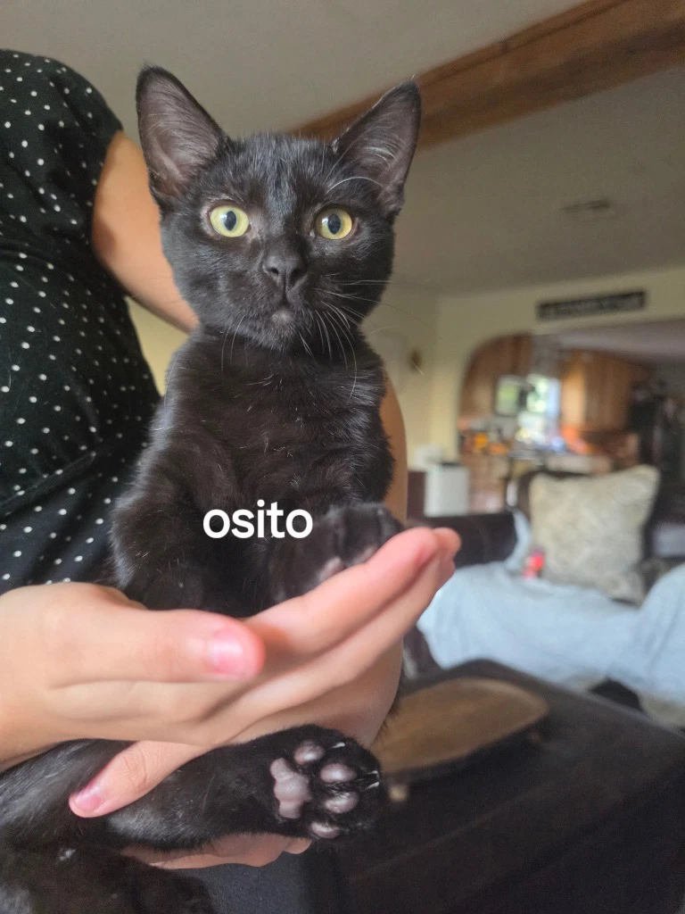 Osito