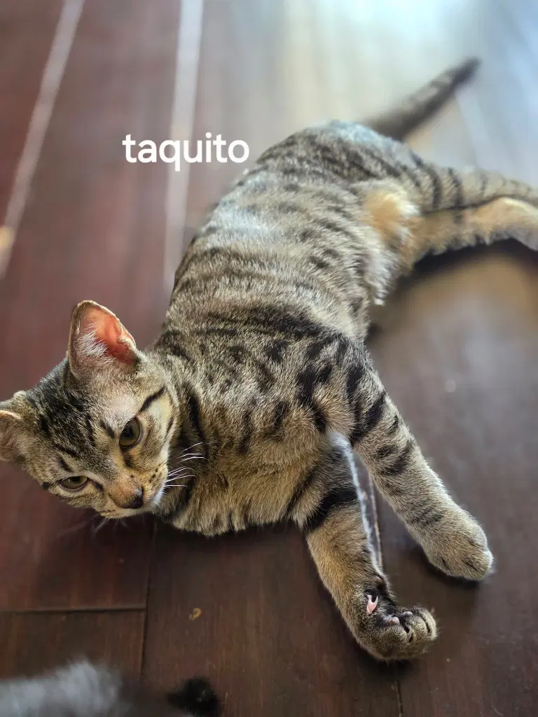 Taquito - Tabby