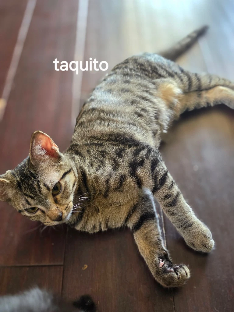 Taquito