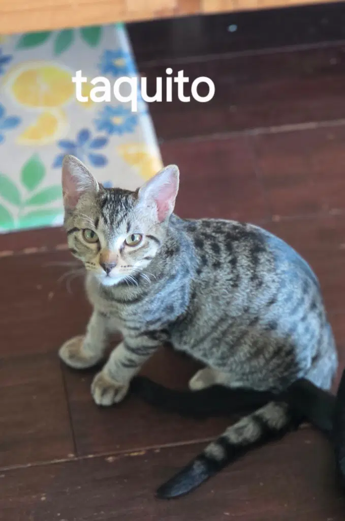 Taquito image 2