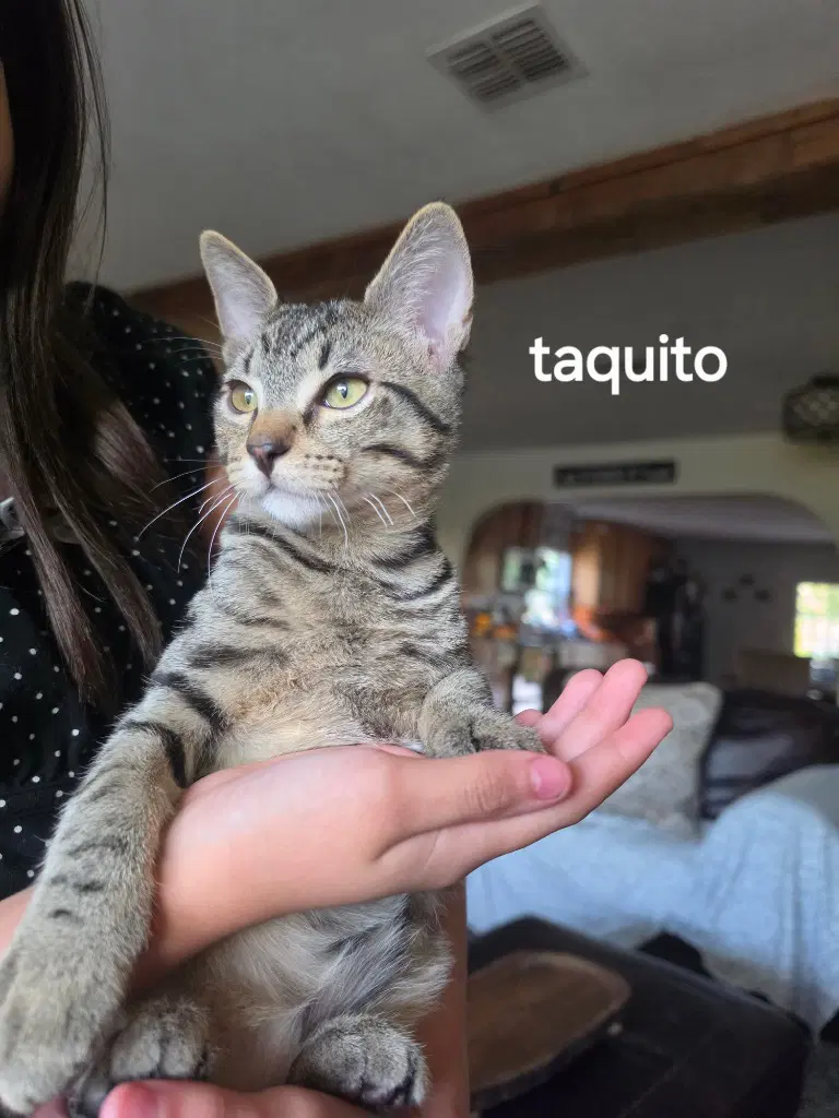 Taquito image 3