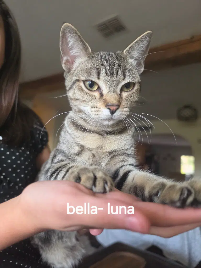 Bella-Luna - Tabby