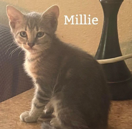 Millie