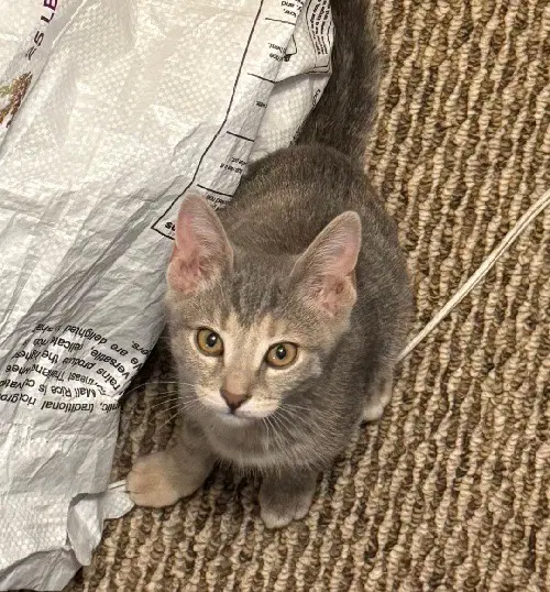 Millie image 2