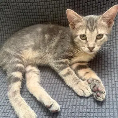 Millie image 3