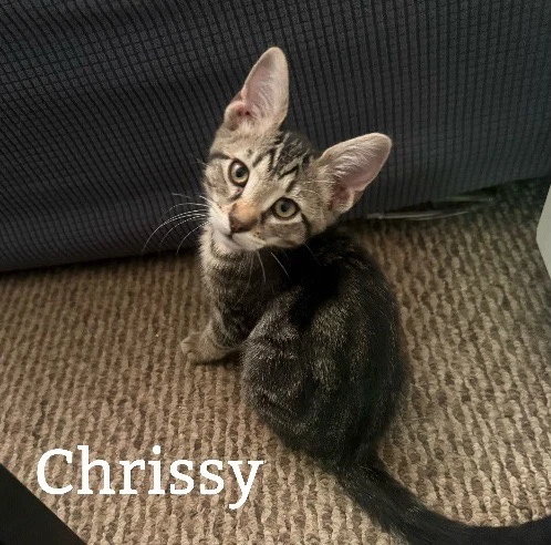 Chrissy