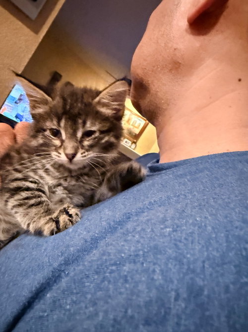 Breeze, a cat for adoption from San Antonio Feral Cat Coalition