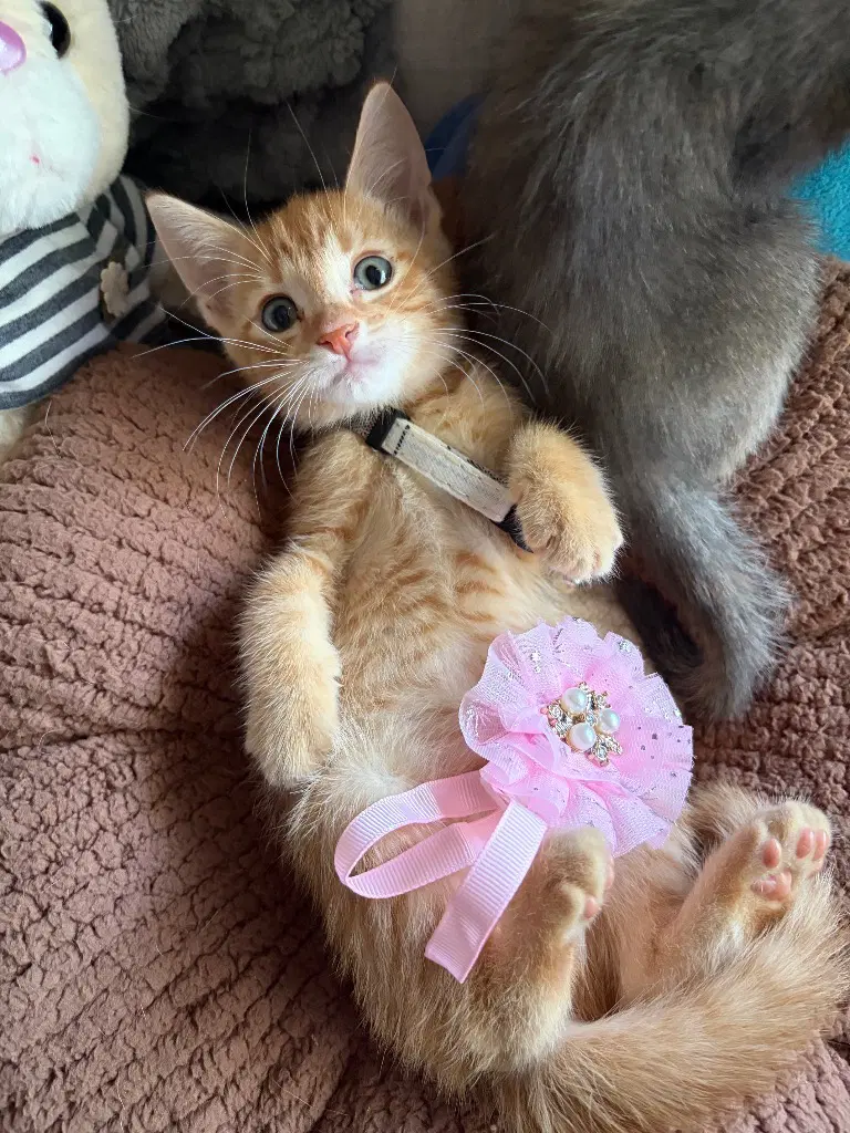 Dean - Tabby
