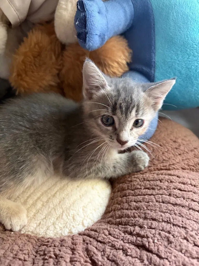 Sammy - Tabby