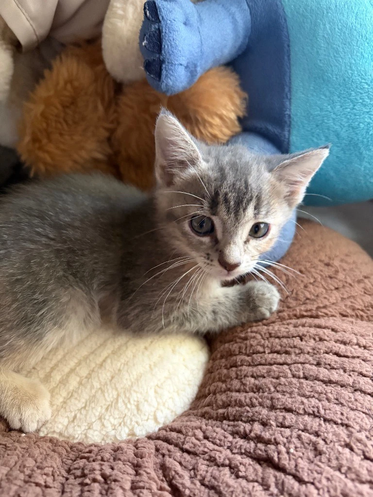 Sammy
