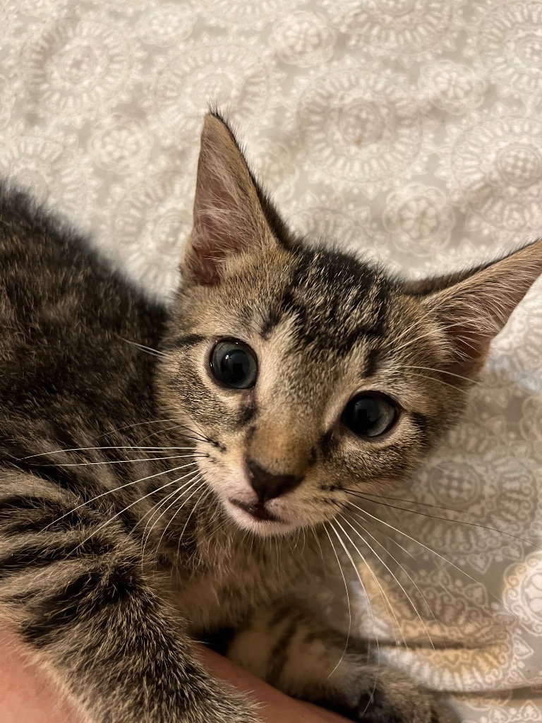 Leo, photo 3