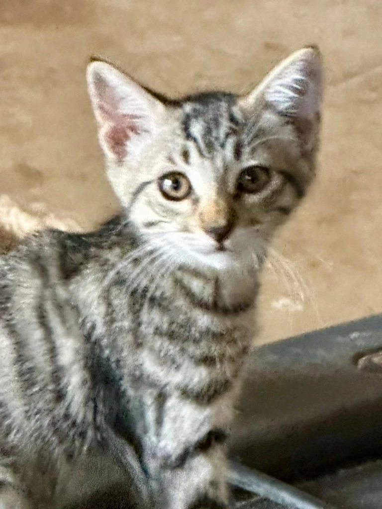 Finn