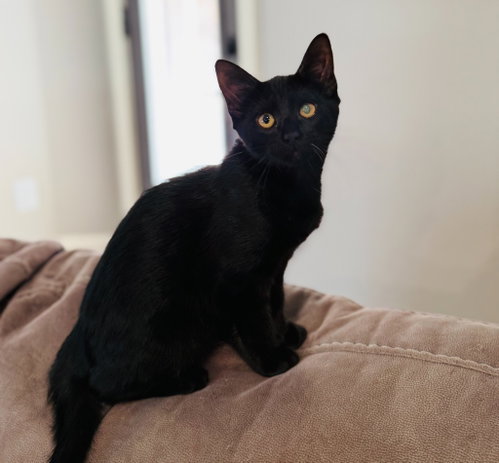 picture of the cat needing adoption