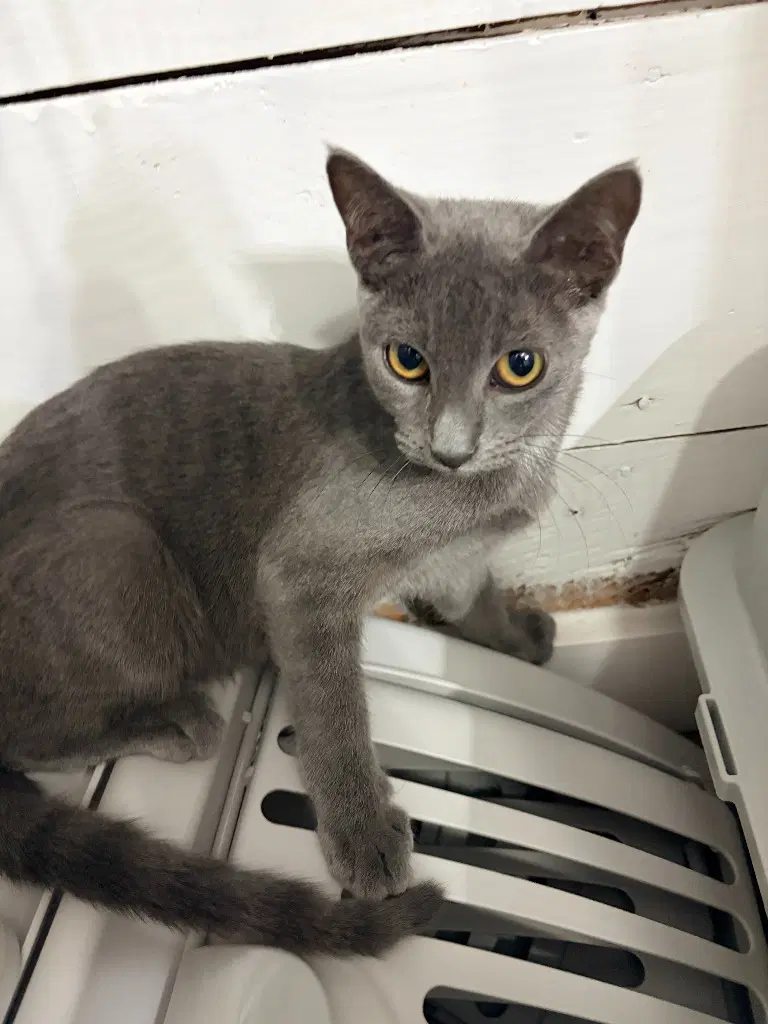 Sam - Domestic Short Hair