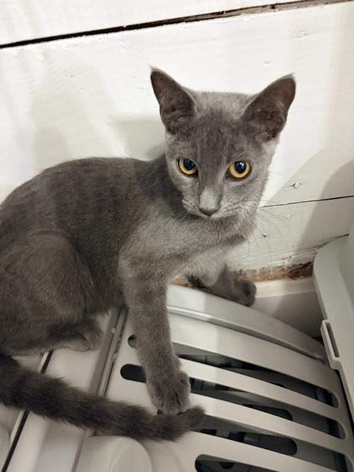 Sam, a cat for adoption from San Antonio Feral Cat Coalition