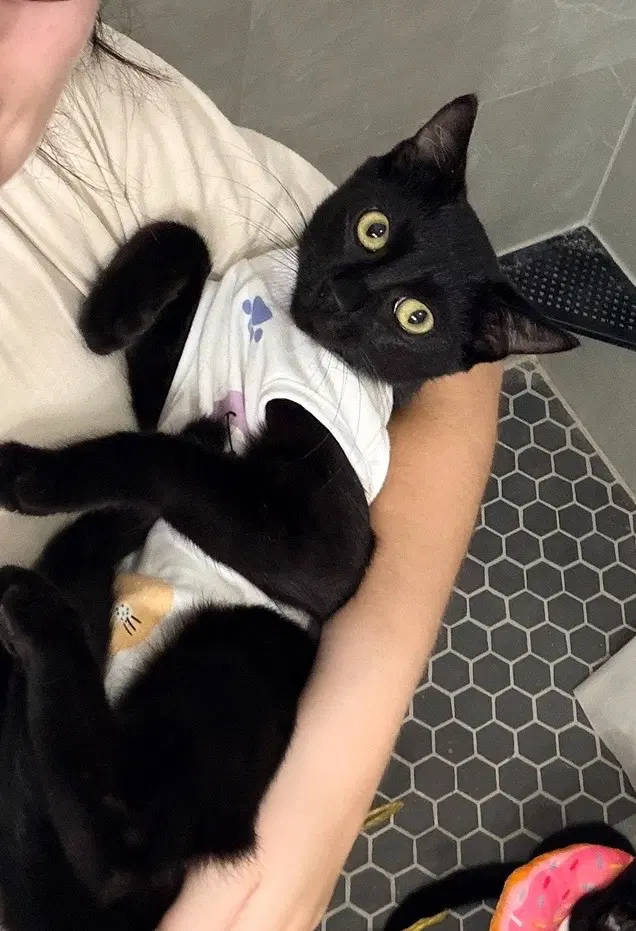 Carly - Domestic Short Hair