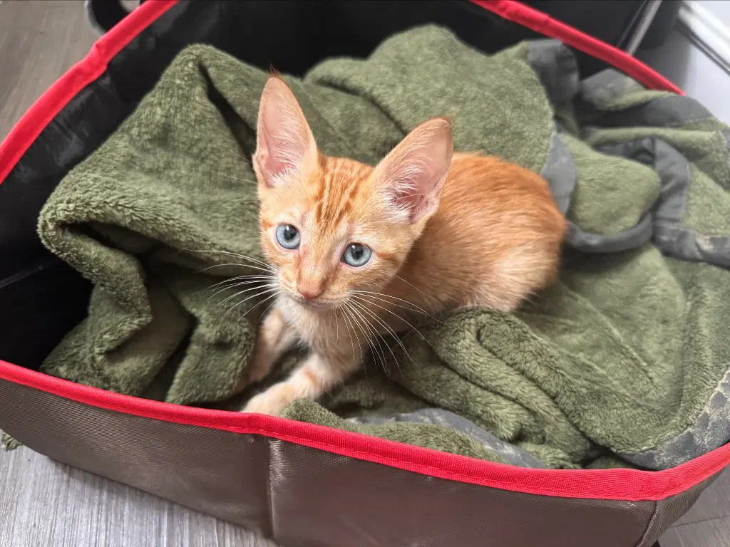 Gizzy - Domestic Short Hair