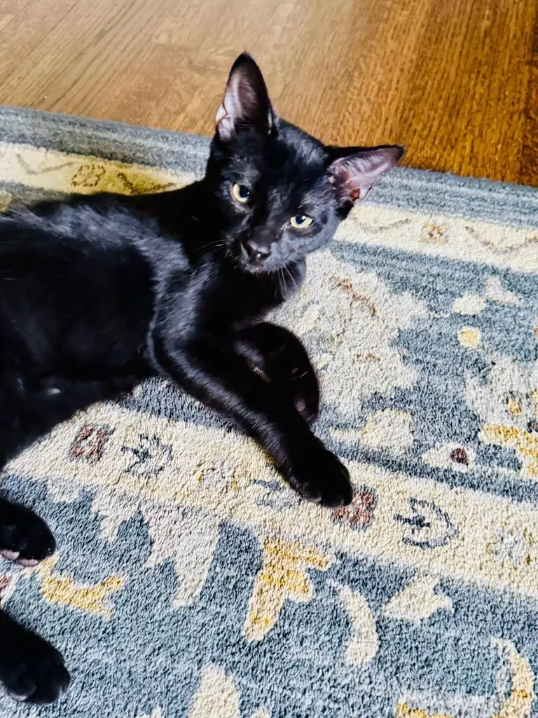 Castle - Domestic Short Hair