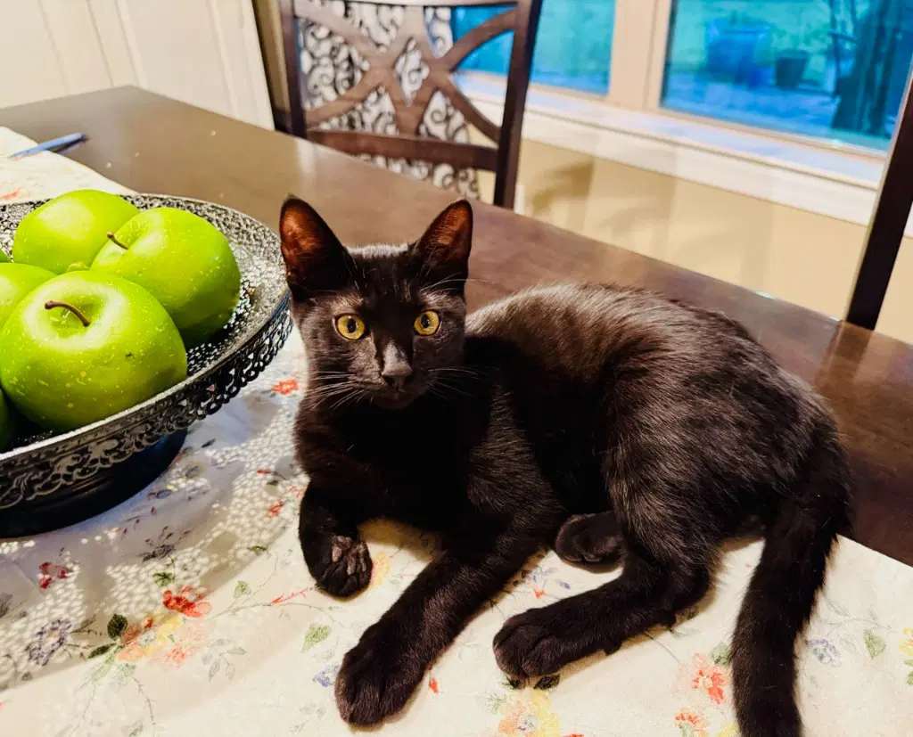 Raven - Domestic Short Hair