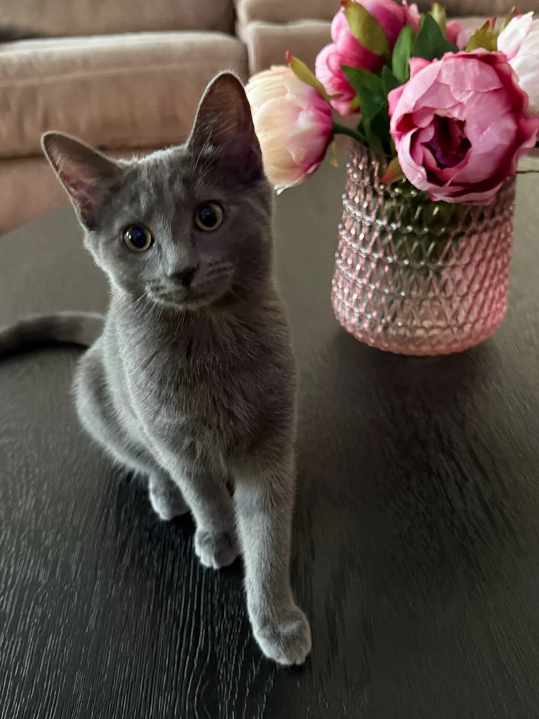 Harper