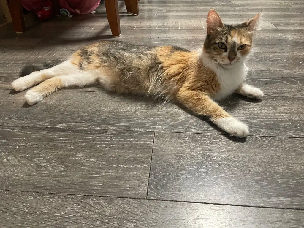Maple - Calico